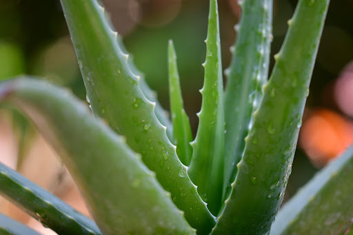 aloe vera for skin whitening