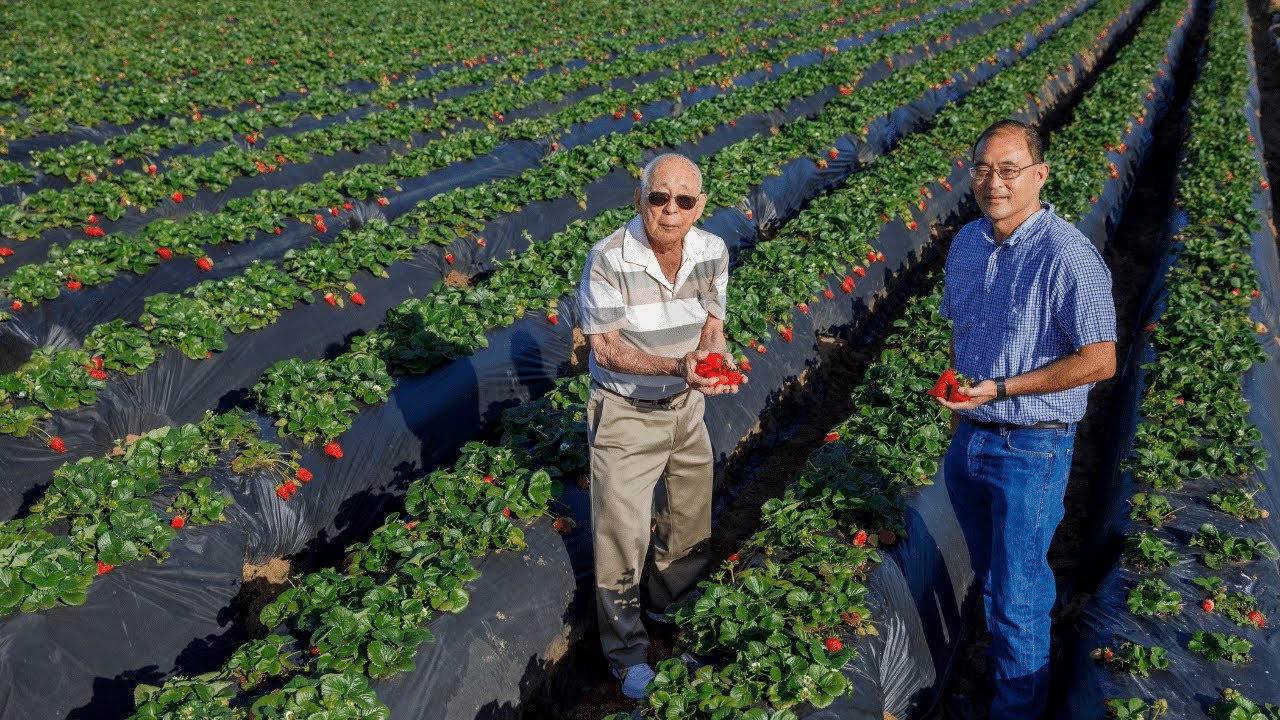 Strawberry Farmer